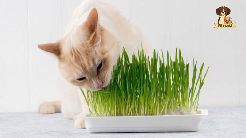 cách sử cỏ mèo hiệu quả